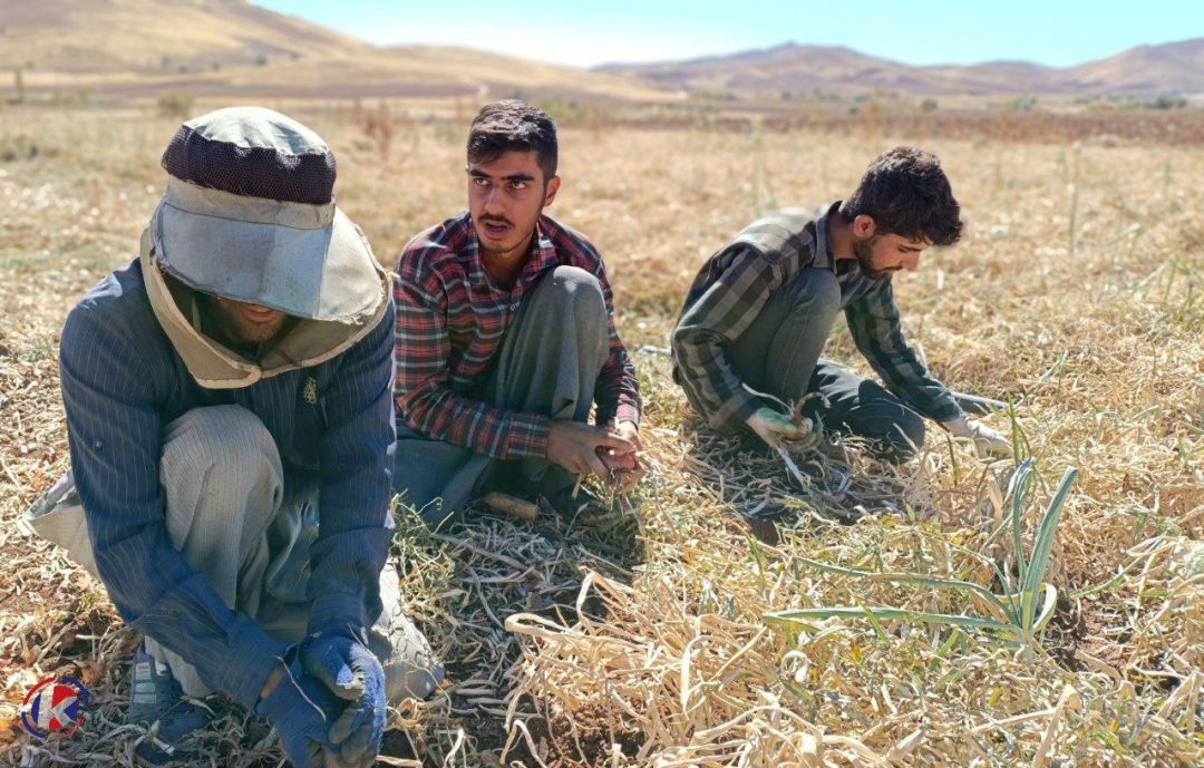 پیاز لیلاخ، برندی که در ایران محبوب است