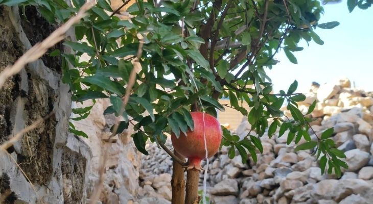 سرخ‌ترین لبخند پاییز در دل اورامانات