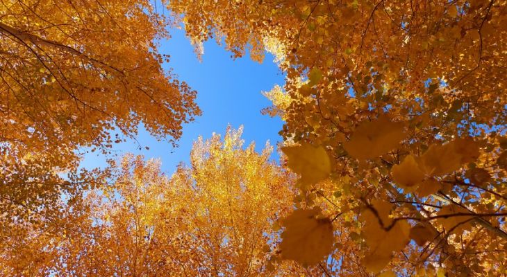 جلوه‌ای هزاررنگ از زیبایی‌های گروس